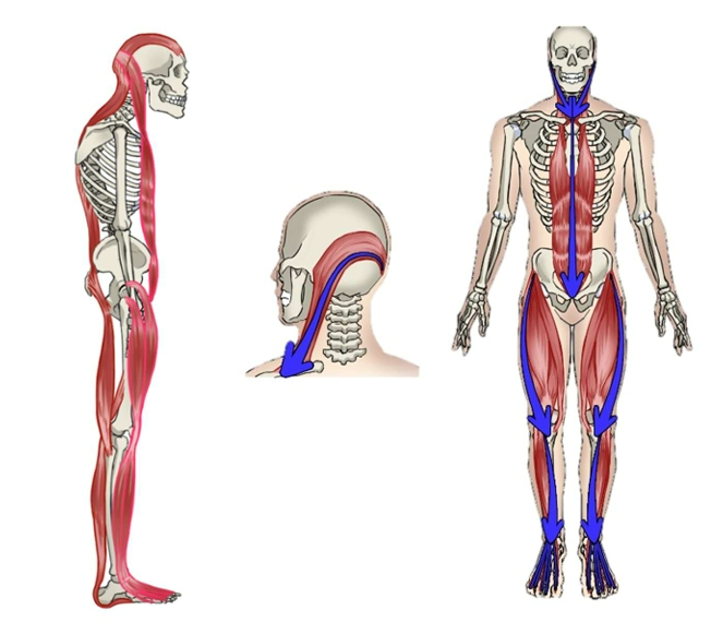 코어만 잡다가 몸 다 망친다. 당신이 몰랐던 ‘실력없는 ‘ 재활의 함정