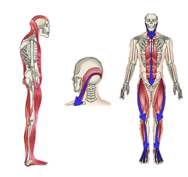 코어만 잡다가 몸 다 망친다. 당신이 몰랐던 '실력없는 ' 재활의 함정 5