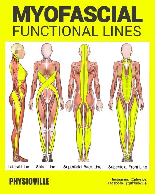 [건강 칼럼] 허리 통증의 범인은 '허리'가 아니다? 발바닥에서 시작되는 움직임의 기적 1
